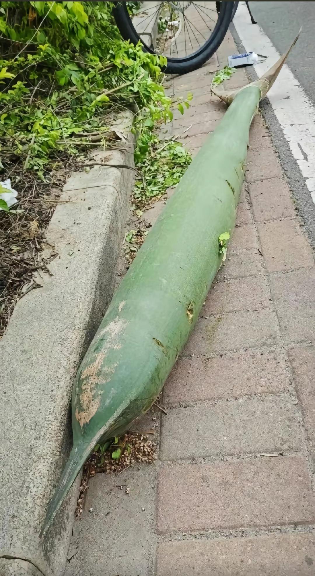 南方的落叶长得和鱼雷似的，早知道叶子这么大就不停在树下了！网友分享的一个树的