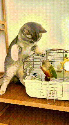 你瞅瞅这一对活宝，天天搁家斗嘴玩。猫咪支棱着身子，爪子搭到鸟笼子顶上，伸着手跟鹦