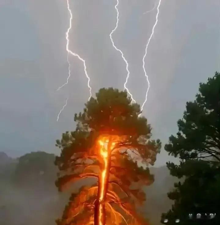 被雷电劈过的大树，看了有点头皮发麻