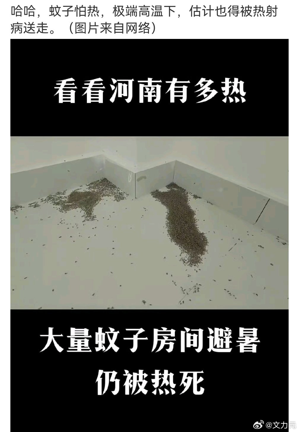 河南蚊子被热死，不光蚊子被热死了，连大玉米都被烤焦了[捂脸哭]​​​