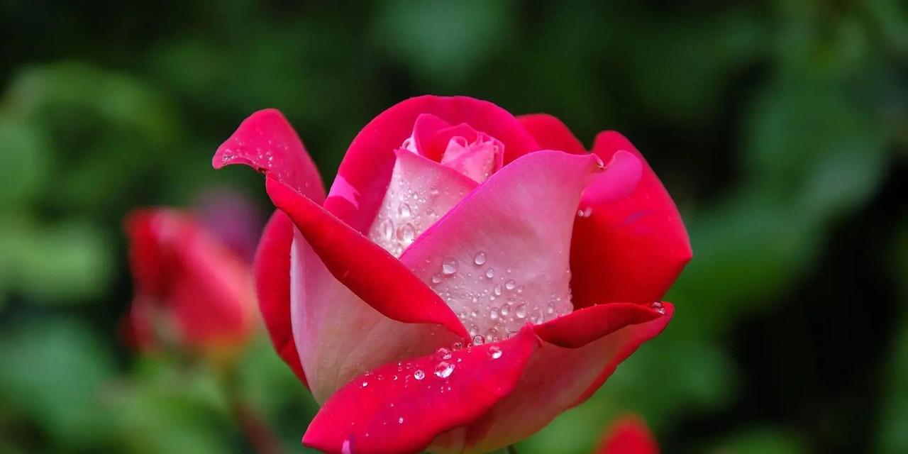 属鸡的朋友们，这几天从12月18号到24号，运气简直要起飞了！工作上突然就顺风顺