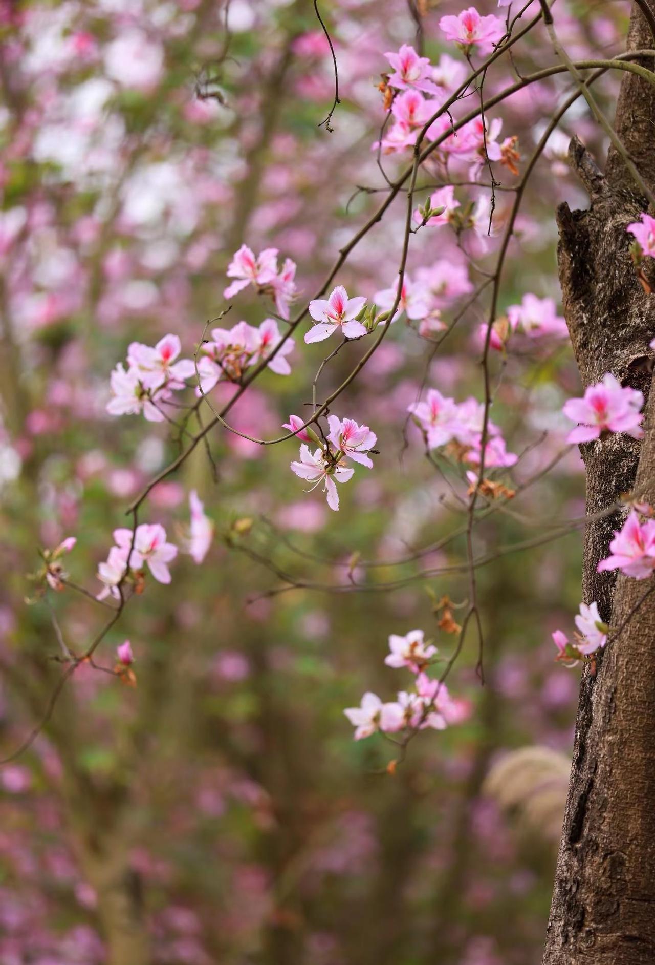 紫荆花开。紫荆花盛开好看的花一定要分享给你随手一拍都是美景南宁