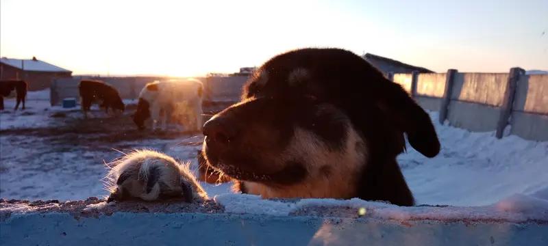 太有灵性了！内蒙古这女子干完活回家，瞧见门口黑点，一下就警觉起来，还以为是啥野兽