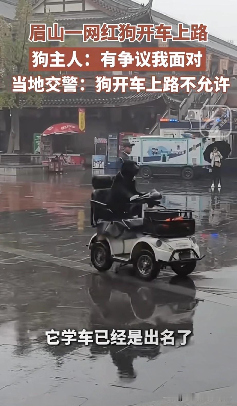 一网红狗开车上路！交警扣多少分！四川眉山惊现“网红狗司机”，开着小车在路上