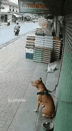 人家的狗明明拴得好好的，你非要上手逗、故意去招惹，被咬了真的活该吗？