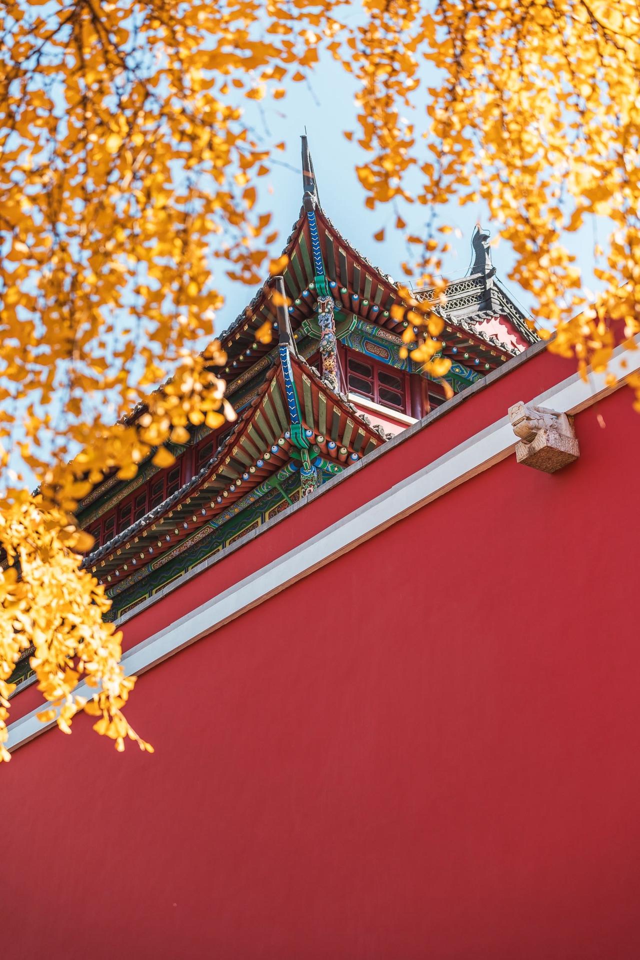 鼓楼公园的银杏，有没有很气派？