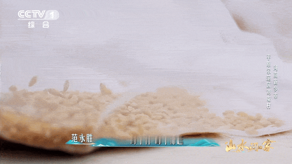 每4个馒头就有1个来自河南中国科学家花10年培育1粒小麦种子十年磨种攻坚，千亩