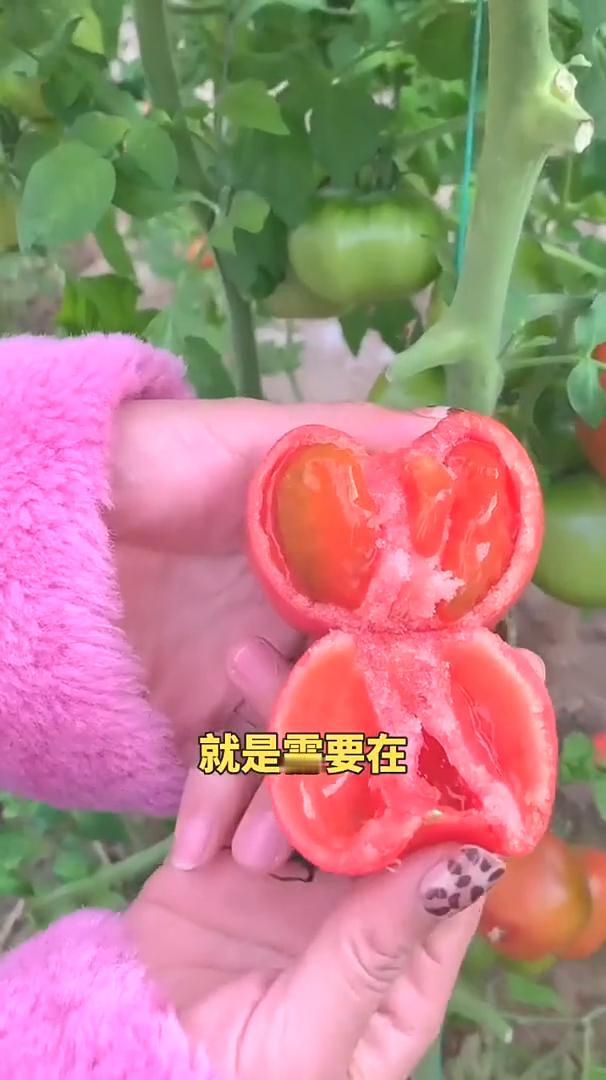 茄子、辣椒、番茄在生长过程中都需要打侧肢，它们都有一个共同点，就是需要在晴天的上