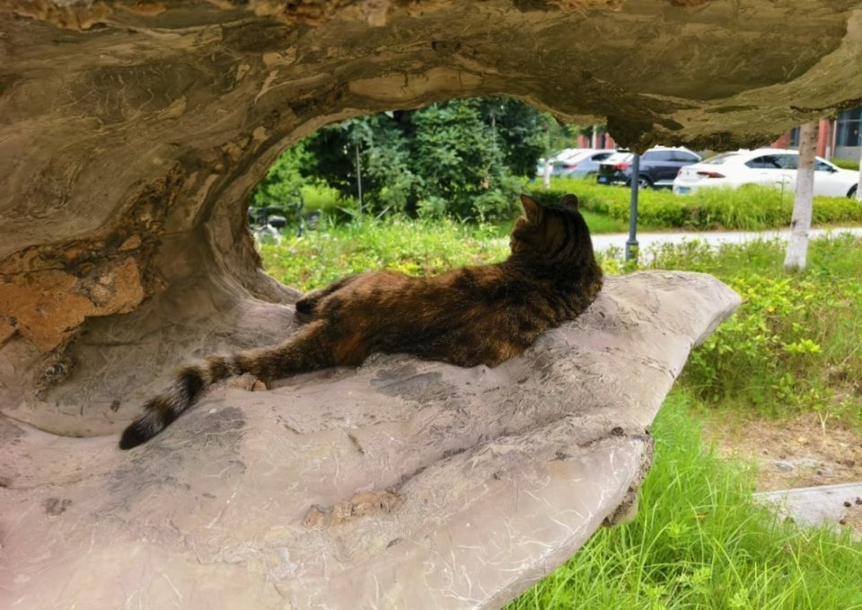 也是一只有想法的小猫