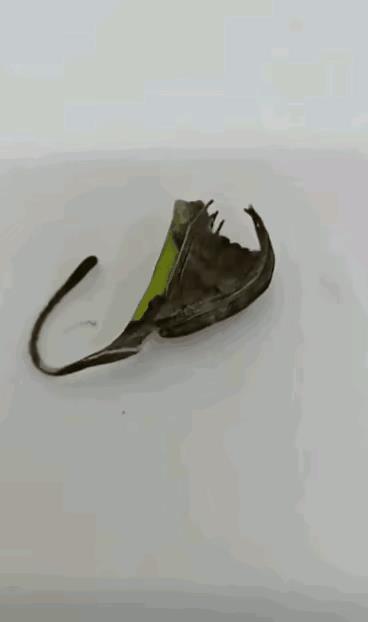 大自然就是一个超级设计师加程序员。
