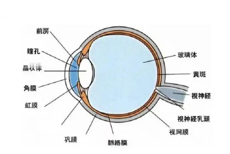 眼前总有黑影飘？教你3招，告别飞蚊症困扰你是否常常感觉眼前有黑影飘动，就像有小