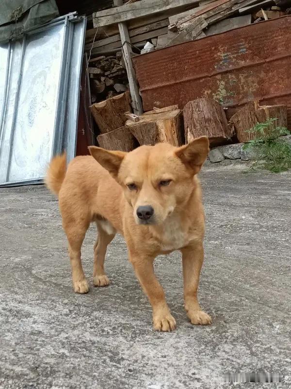 村里那只小黄花狗，平时胆小得很，谁都不让靠近，看到人远远就躲开。它有这样的性子，