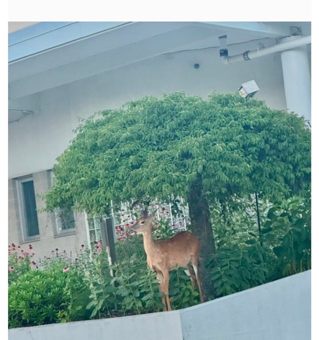 【白不说：神鹿来过】经年的绣球花一直长不大每年吃了发发了再吃虽然每次它的新芽