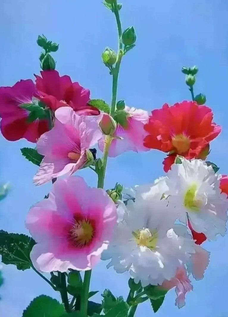 我已年过70，自感余日不多，对身后之事，向儿女做如下安排：1.为免除以后取款