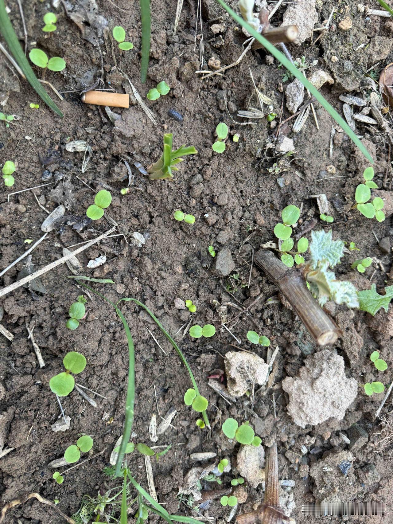 看看我的小指甲草，已经发芽了。月季花的花骨朵越来越大，有的已经开花啦！春天真好