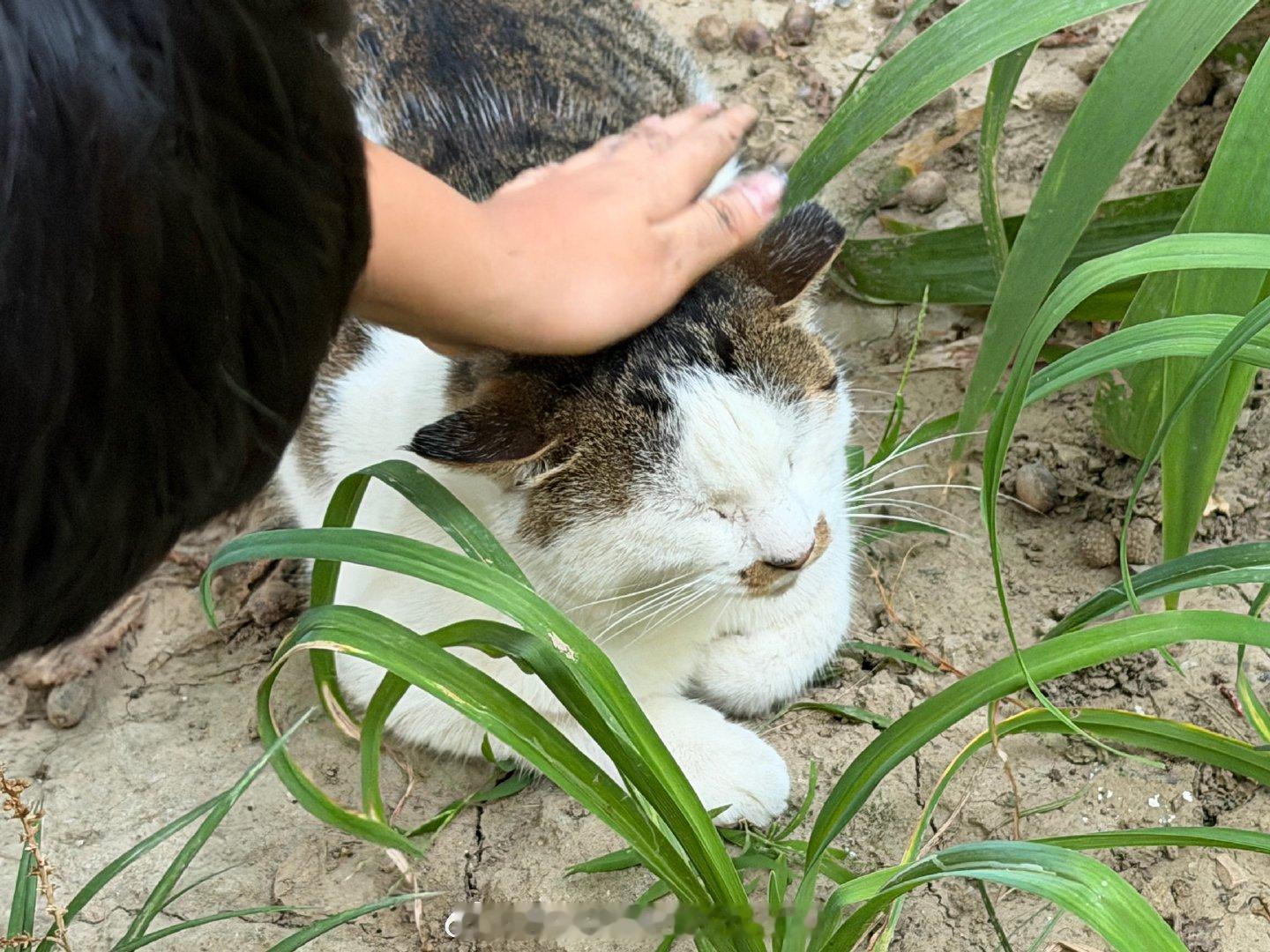 小区的猫也不是都漂亮还有这些丑丑的小家伙们但是确实没有瘦的之前投喂流浪猫的阿姨总