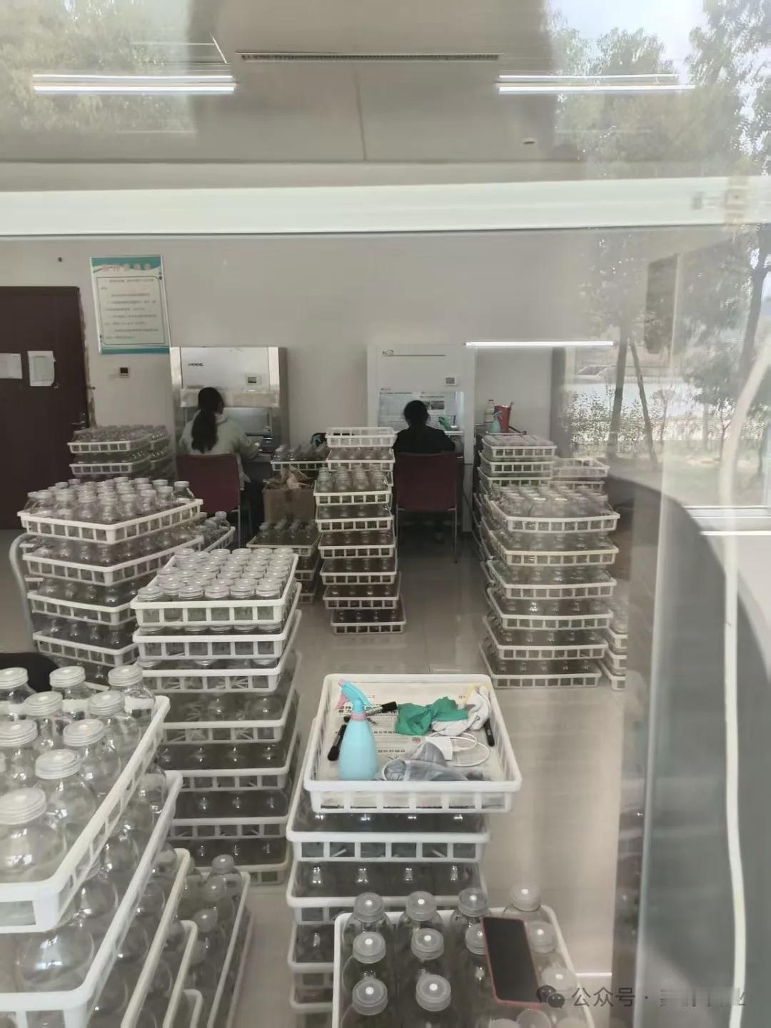 “脱毒”红薯有营养吗?脱毒红薯有没有营养脱毒红薯营养价值完整保留，不但不会