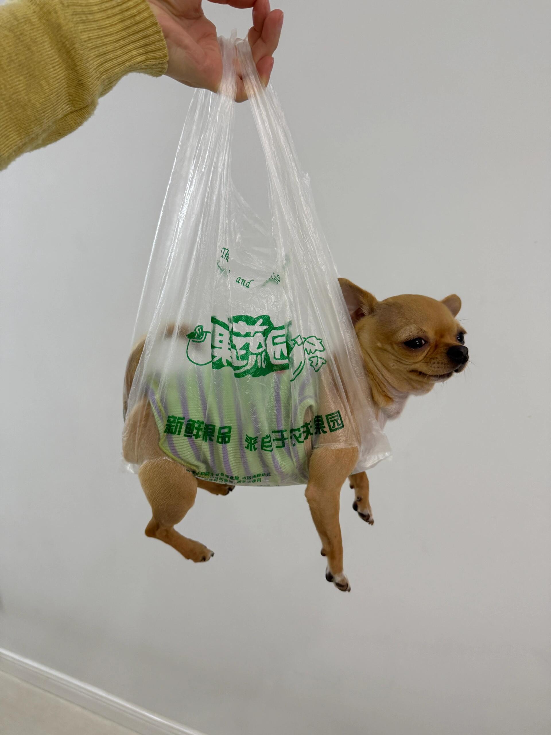 塑料袋会惩治每一个不听话的小狗​​​
