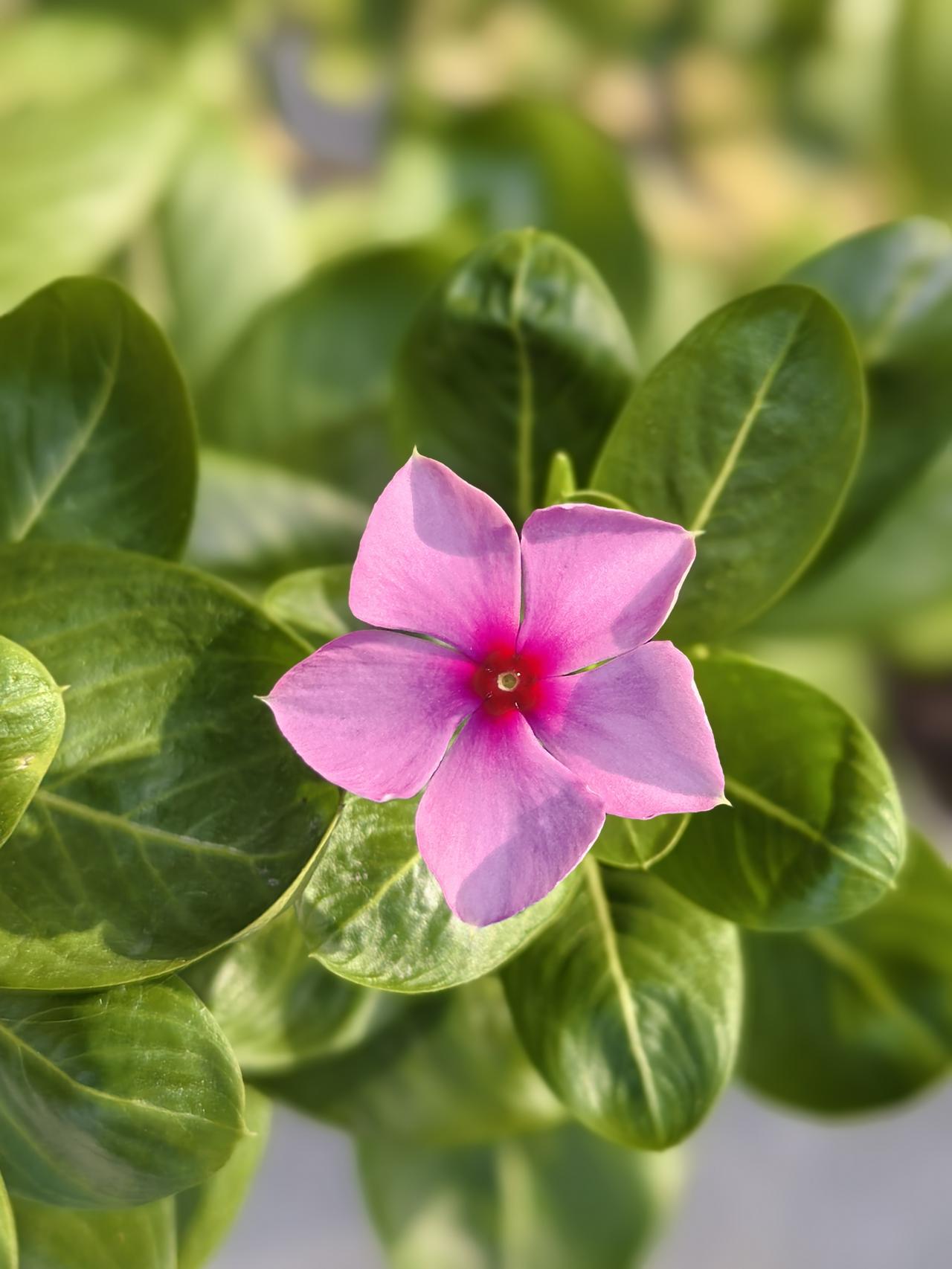 有一位阿姨说，她儿子以后找对象，必须选有弟弟，或有哥哥的。因为一个女孩子如果