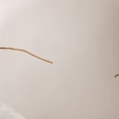 椰子种植方法一、选种催芽：选黑棕色老椰子，如毛椰子，用水浸泡三天，放有一点水且开