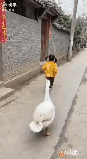 小女孩玩耍归来，被村里的大白鹅追得慌不择路冲进家门。家里的大公鸡和大黄狗立刻