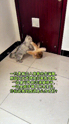 刷到这个视频，真的太心疼这位铲屎官了！一边是刚被弃养、可怜巴巴的金渐层，一边是陪