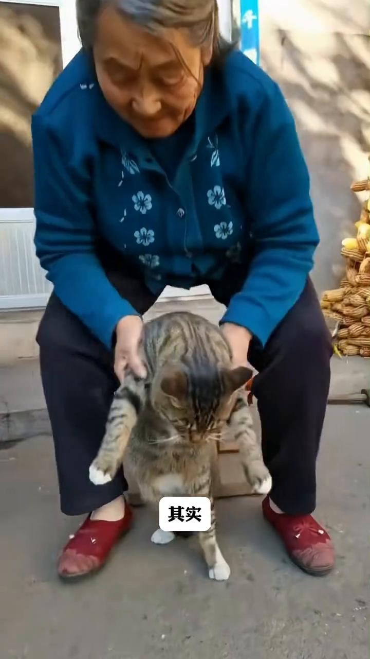 你有没有发现为什么老人养的猫都特别听话，而年轻人养的猫却一个比一个反骨？其实并不