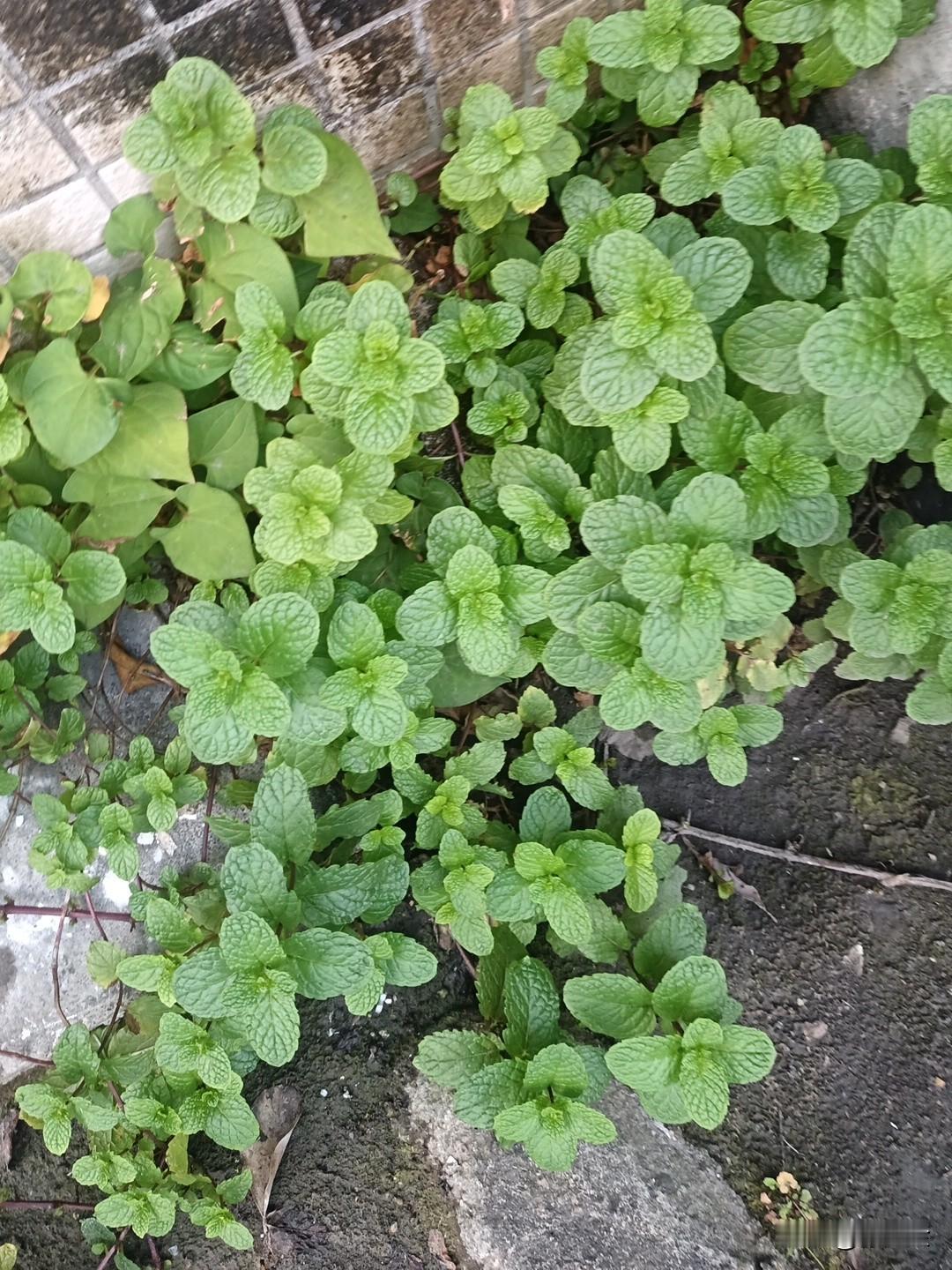 薄荷草起什么作用？下面图片展示的是一片薄荷植物。薄荷是一种常见的香草植物，有清