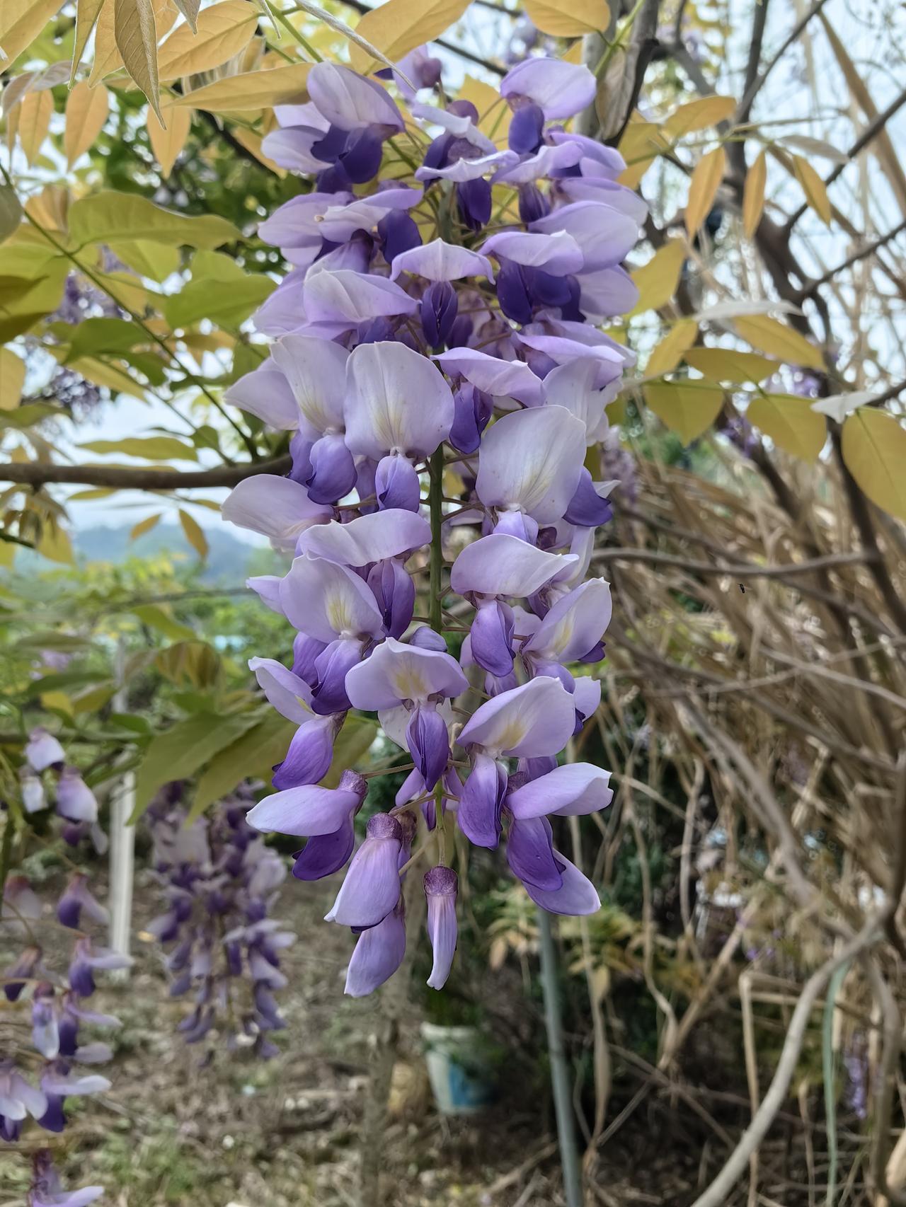 邮储银行到底有没有投资价值，我站没价值这队。虽说它股息率有4％，但股价可不低，而