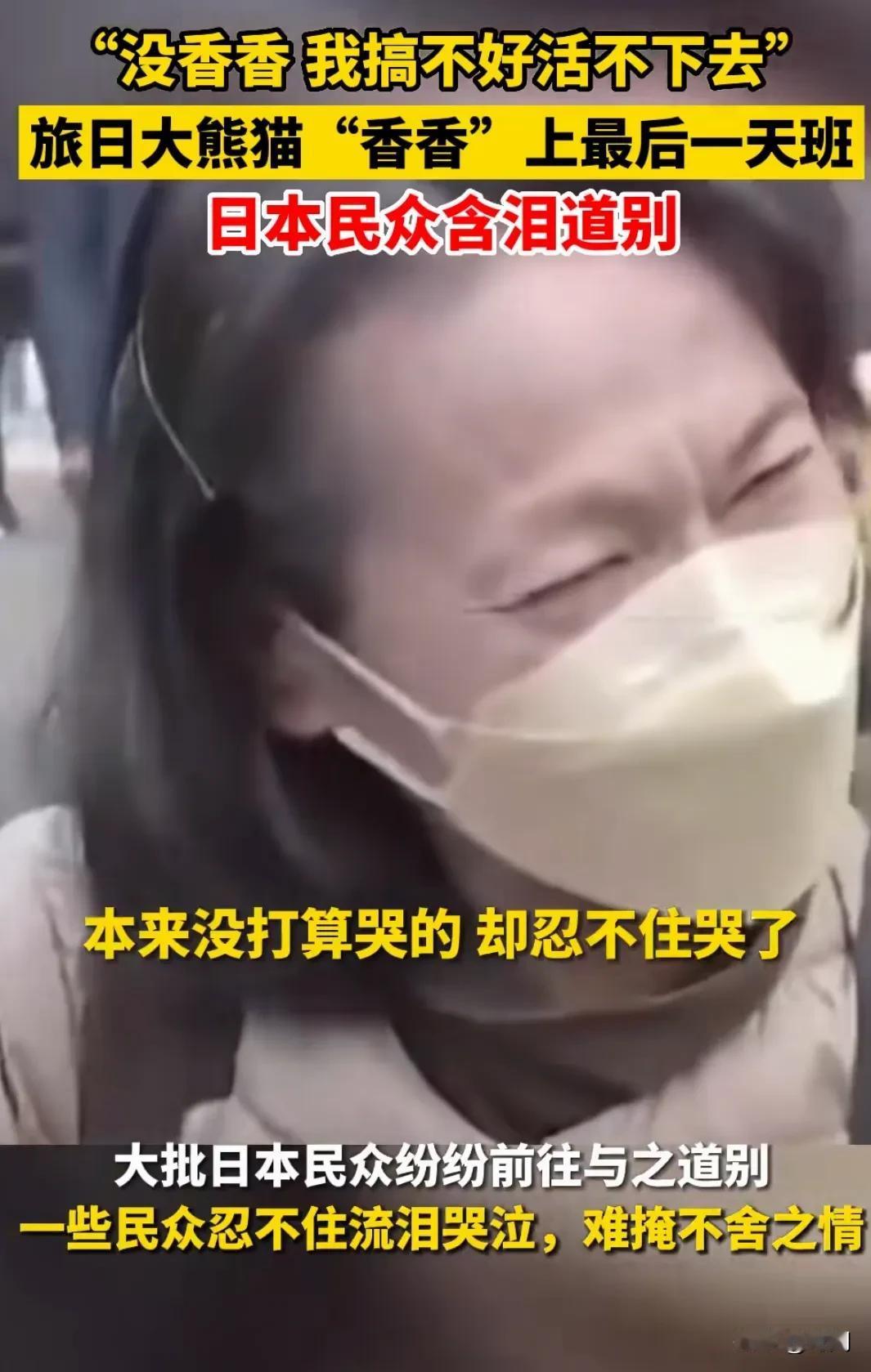 2026年1月日本将归还大熊猫晓晓和蕾蕾，日本民众痛哭流涕，希望大熊猫可以继续留