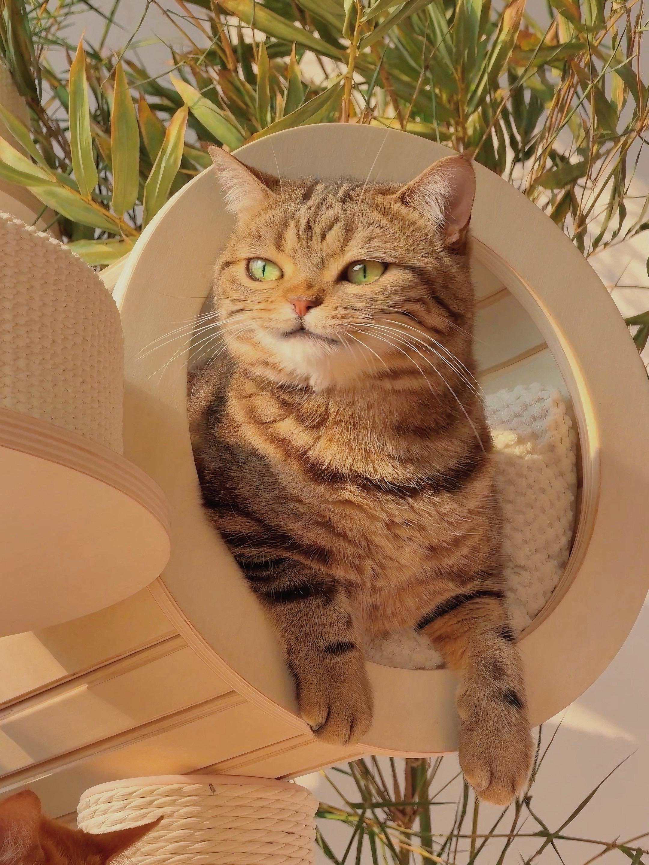 小猫咪越高冷我越喜欢。