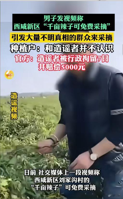 千亩辣椒免费摘？别信！造谣男子已被网警查处⚠️“附近千亩辣椒园免费采摘，先到先
