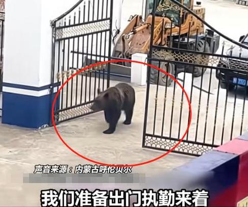 近日，呼伦贝尔某边境派出所来了一位不速之客，大摇大摆从正门进来，民警不敢打扰，远