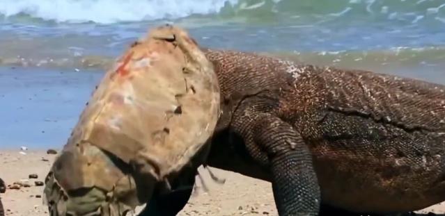 科莫多巨蜥死死咬住山羊尸体，喉咙突然一阵抽搐，半只羊头卡在食道里，羊角戳着下颌，