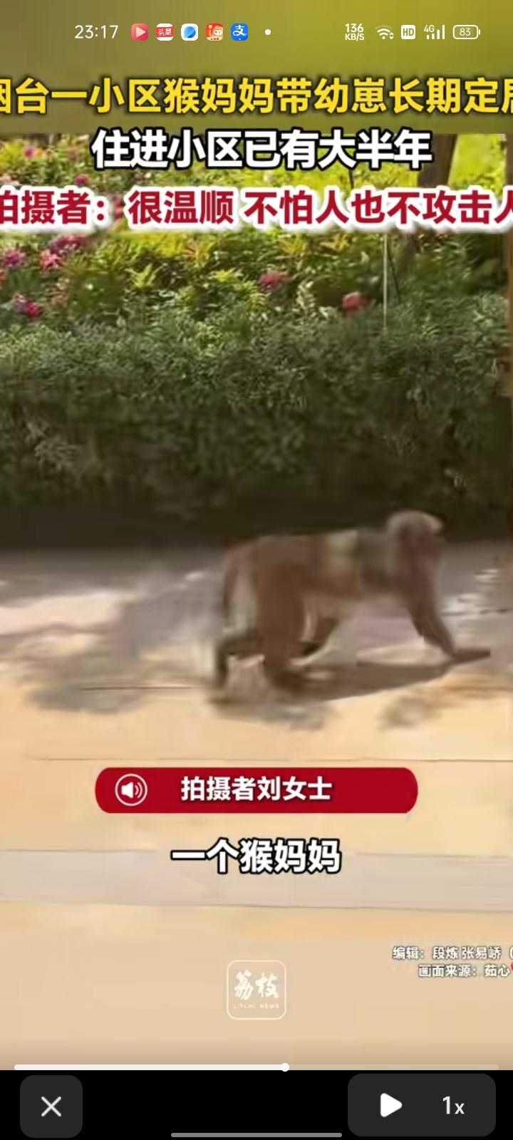 7月15日，山东烟台。从山上跑来的猴妈妈带着幼崽安家小区，成为全小区人人疼爱的特