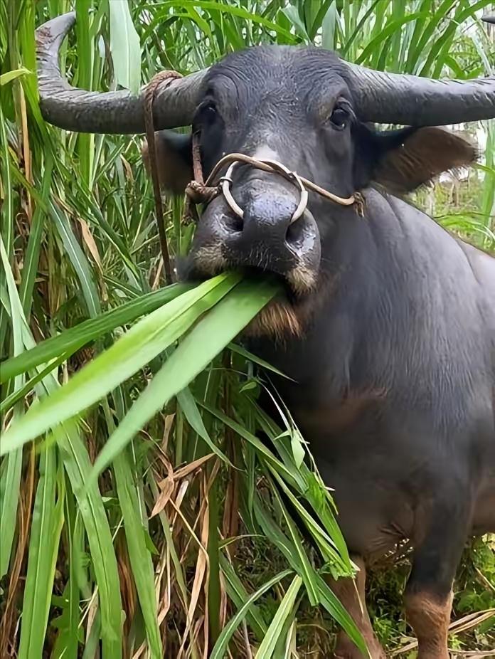 为什么牛只吃草就能长一身肌肉？答案藏在胃里为什么牛只吃草就能长一身肌肉？答