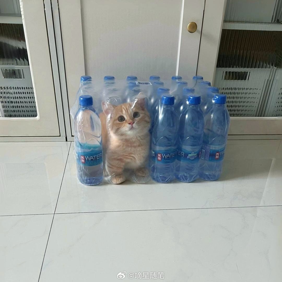 老板说买矿泉水送小猫咪[滑稽笑]​​​