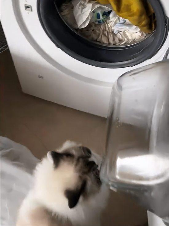 太粗心了！近日，江苏苏州一女子用洗衣机洗衣服的时候没有注意洗衣机里有猫，直接就开