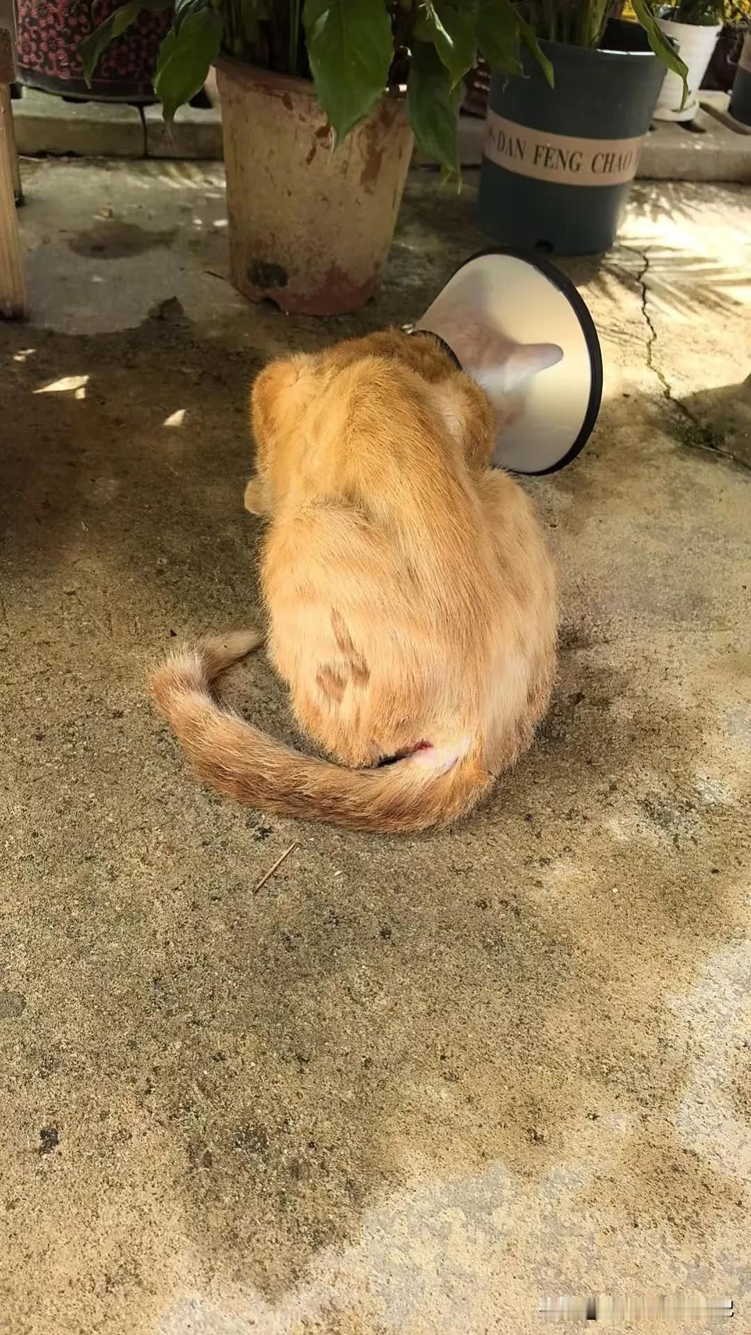 71年的猪，54岁的单身女人，拿着2500元一个月的退休工资，躲在长沙城市一角，