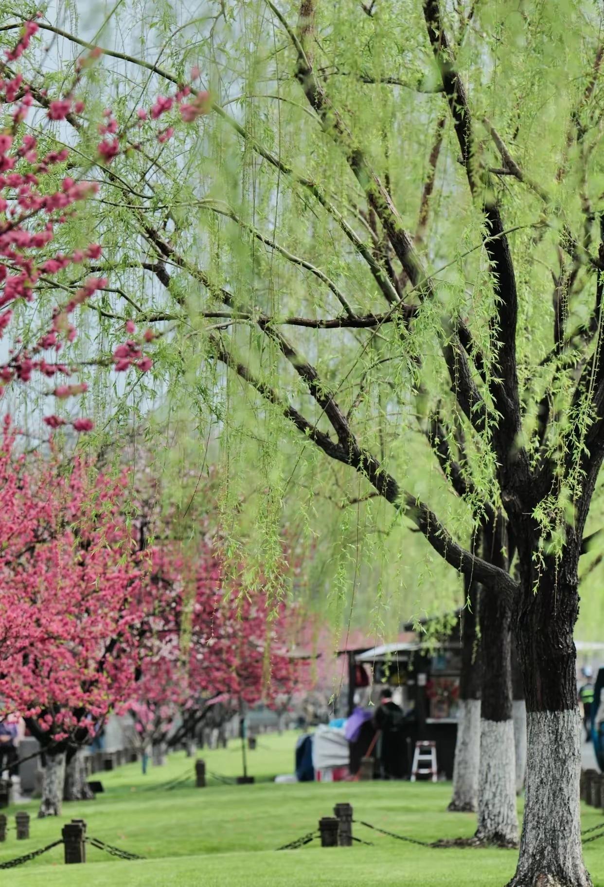 清明，写给生命雨落下来的时候人间就轻了一半那些曾热烈追逐的名利，