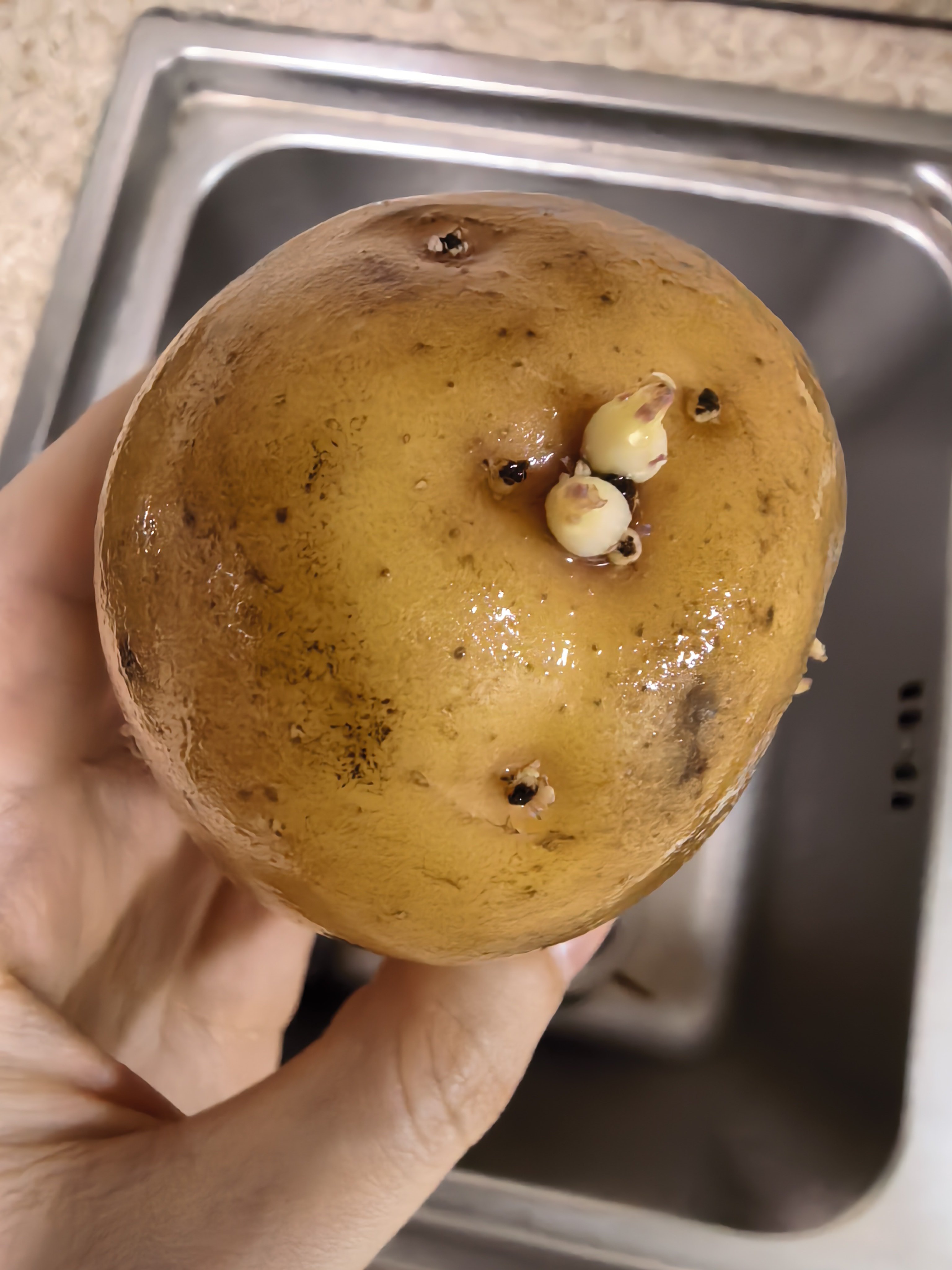 发芽的土豆不能吃