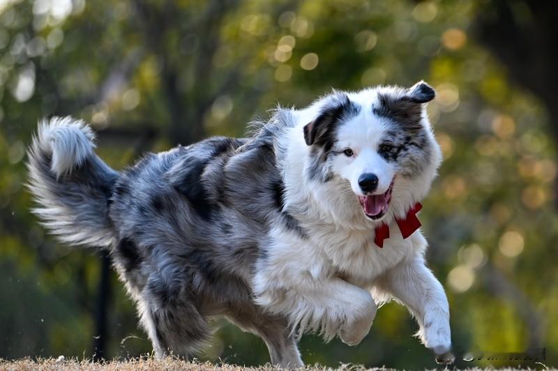 最近看到一则超暖心的新闻。在内蒙古，一只边牧被车撞骨折后，原主人竟然拿它和肉摊老