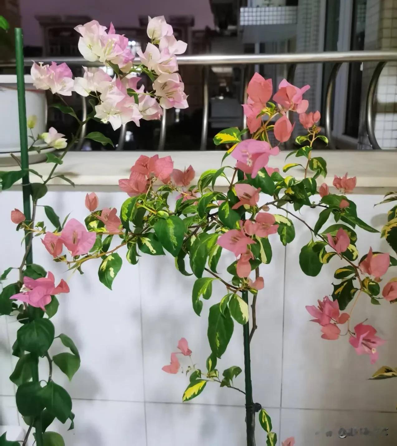 秋日生活打卡季阳台上的三角梅盛开，养花修心养性！[比心]