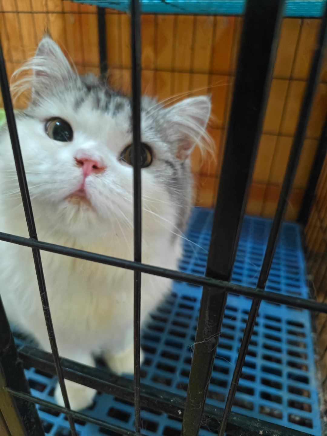 带家里小猫打针，遇见了别的乖乖的小猫