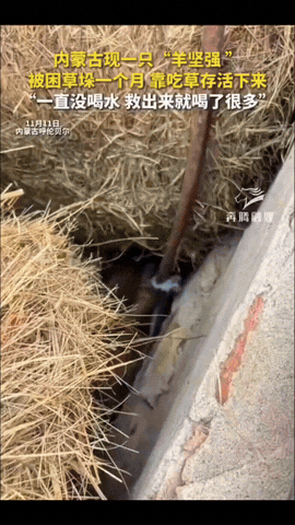 谁懂啊！内蒙古呼伦贝尔一女牧民丢了只羊，她和家人找了整整一个月都没下落，都快放弃