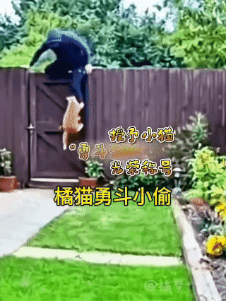 刚刷到这条小橘猫的视频，挺有意思的。小猫正安安稳稳趴在自家院子里晒太阳，忽然看见
