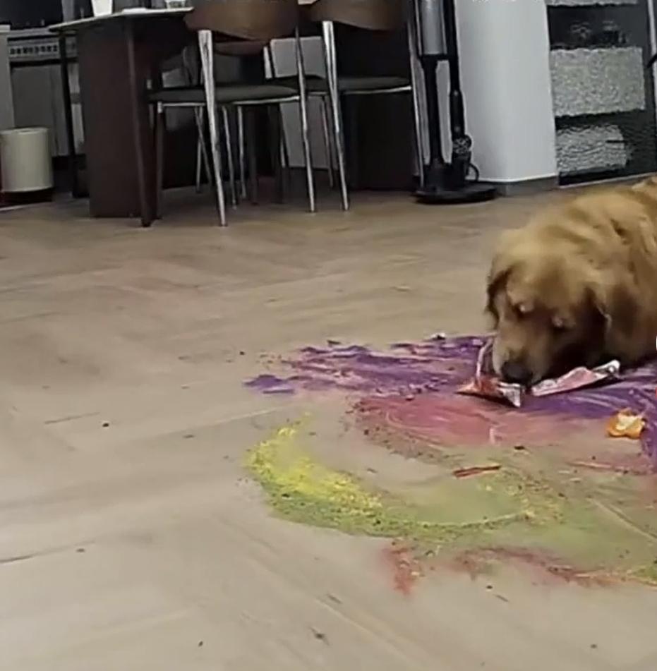 刷到个又暖又好笑的视频，女生甲流高烧，昏昏沉沉躺了一整天，迷迷糊糊间点开家里监控