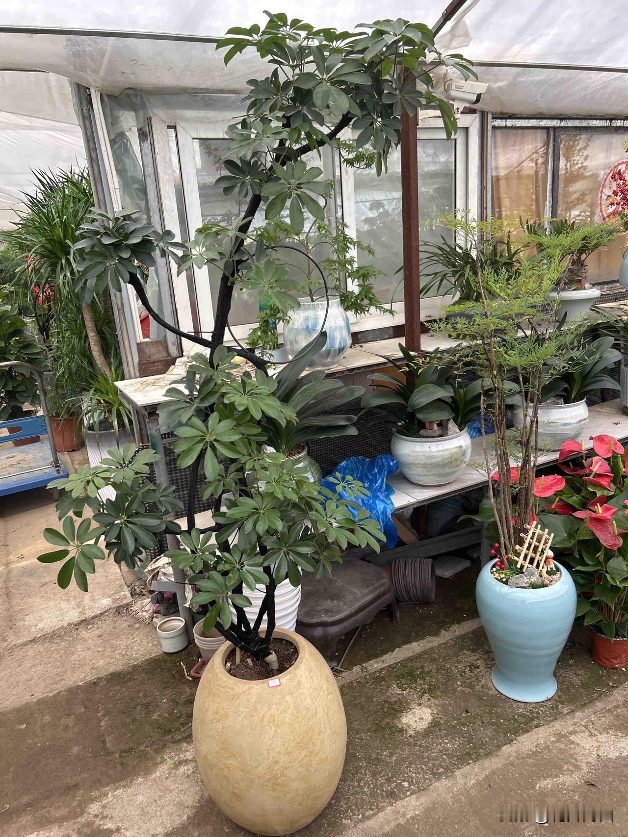 🌱天！这“八方来财”美到窒息！叶片翠得发亮，造型别致又高级。养它，添满室绿意，