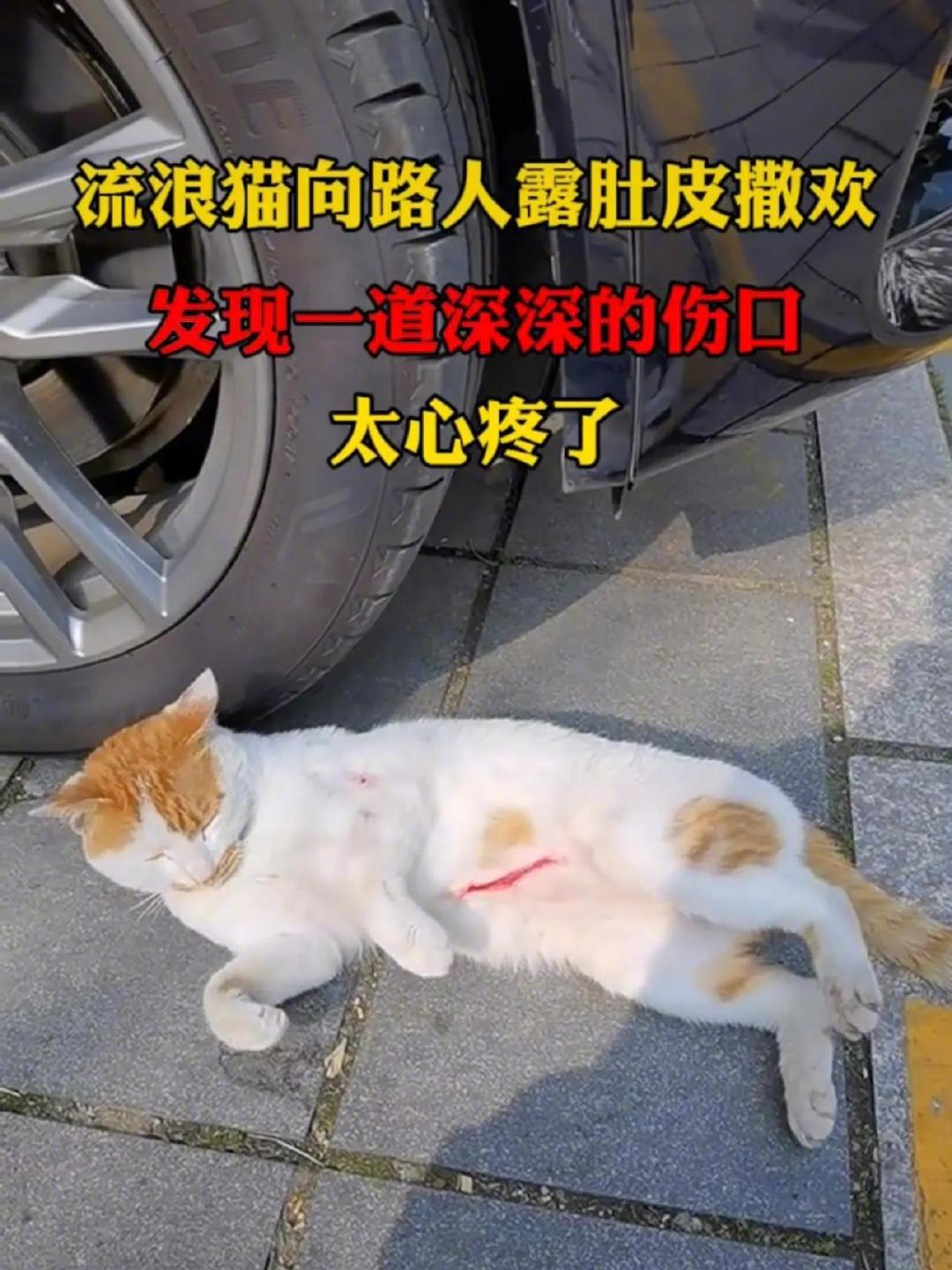 流浪猫向路人露肚皮撒娇发现一道深深的伤口太心疼了下班的时候，看到小花白，它看到我