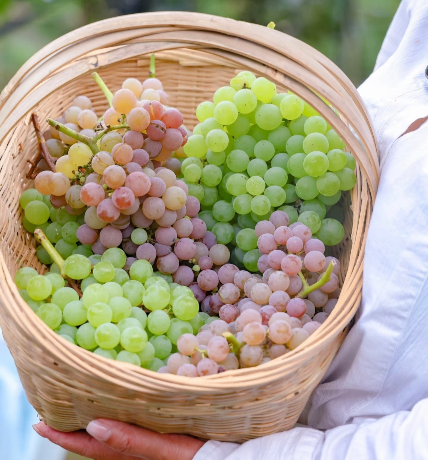 请你吃葡萄🍇